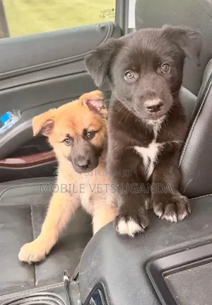 Female Purebred German Shepherd Puppy (1-3 Months)