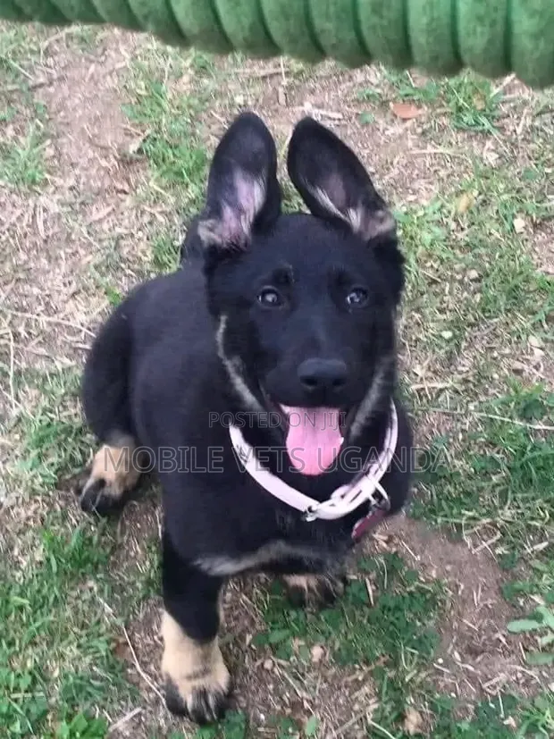 Female German Shepherd Puppy, 3-6 Months - 1
