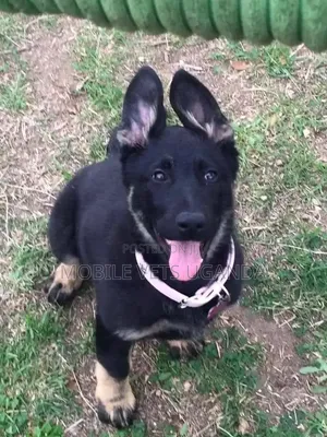 Female German Shepherd Puppy, 3-6 Months