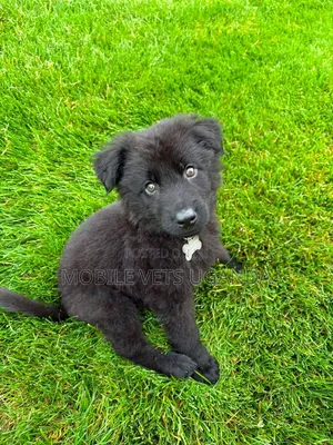 1-3 Month Male Purebred German Shepherd Puppy