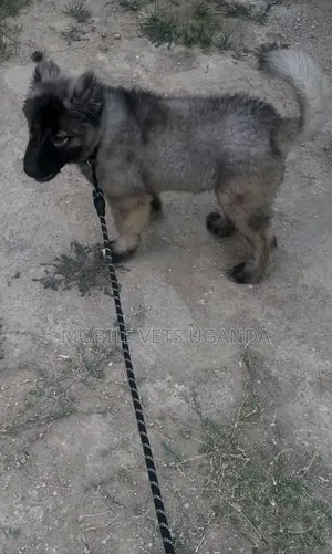 1-3 Month Male Purebred German Shepherd
