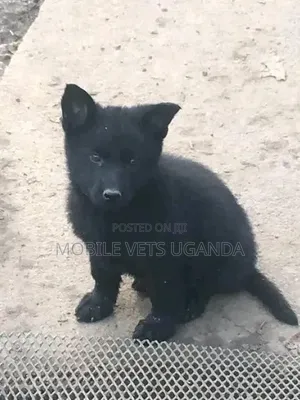 Female Purebred German Shepherd Puppy (1-3 Months)