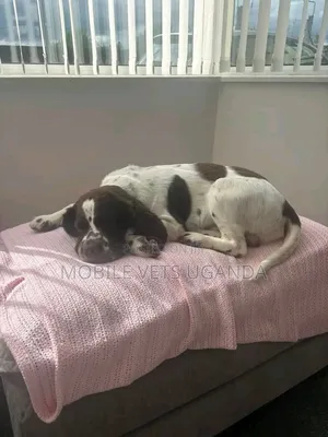 Purebred English Cocker Spaniel Puppy - 1-3 Months