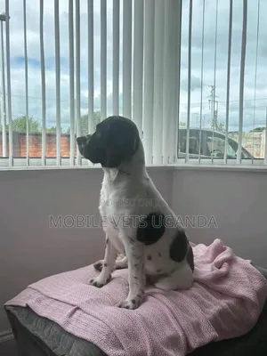Purebred English Springer Spaniel - 3-6 Months Female
