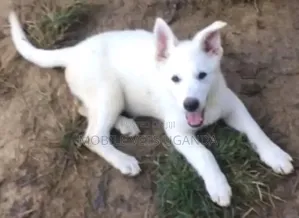 3-6 Month Male Purebred German Shepherd