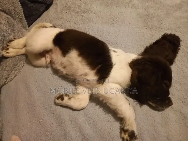 Female Purebred English Cocker Spaniel Puppy (1-3 Months) - 1
