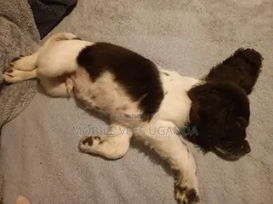 Female Purebred English Cocker Spaniel Puppy (1-3 Months)