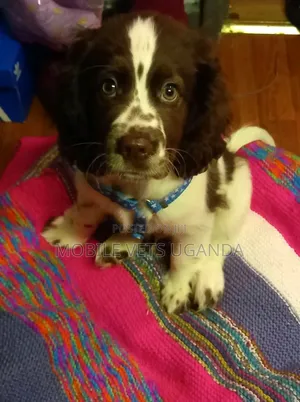 3-6 Month Female Purebred English Cocker Spaniel