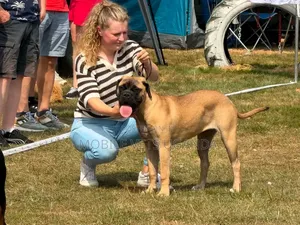 Purebred Boerboel Female Puppy (3-6 Months)