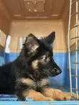 1-3 Month Male Purebred German Shepherd Puppy - 1