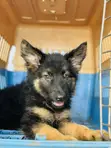 1-3 Month Male Purebred German Shepherd Puppy - 2