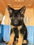 1-3 Month Male Purebred German Shepherd Puppy - 3