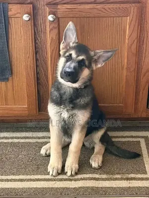 6-12 Month Male Purebred German Shepherd