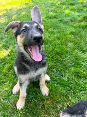 1-3 Month Male Purebred German Shepherd Puppy