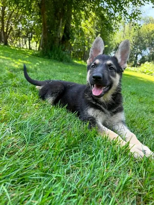 Female Purebred German Shepherd Puppy (3-6 Months)