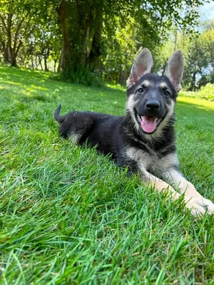 Female Purebred German Shepherd Puppy (1-3 Months)