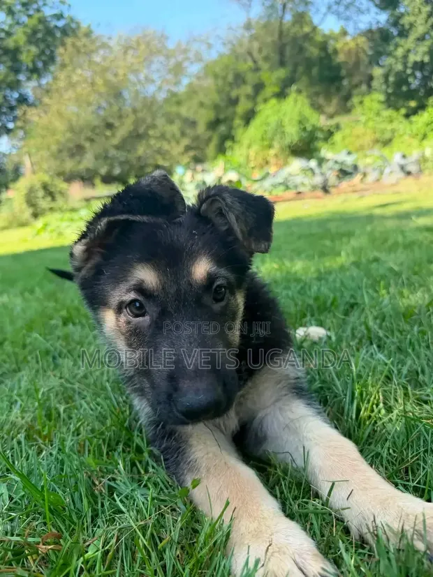 Female German Shepherd Puppy, 1-3 Months - 1