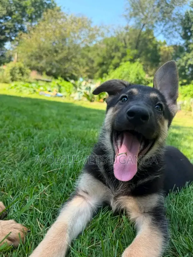 Female German Shepherd Puppy, 3-6 Months - 1