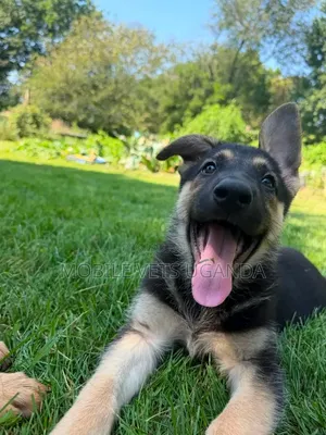 Female German Shepherd Puppy, 3-6 Months