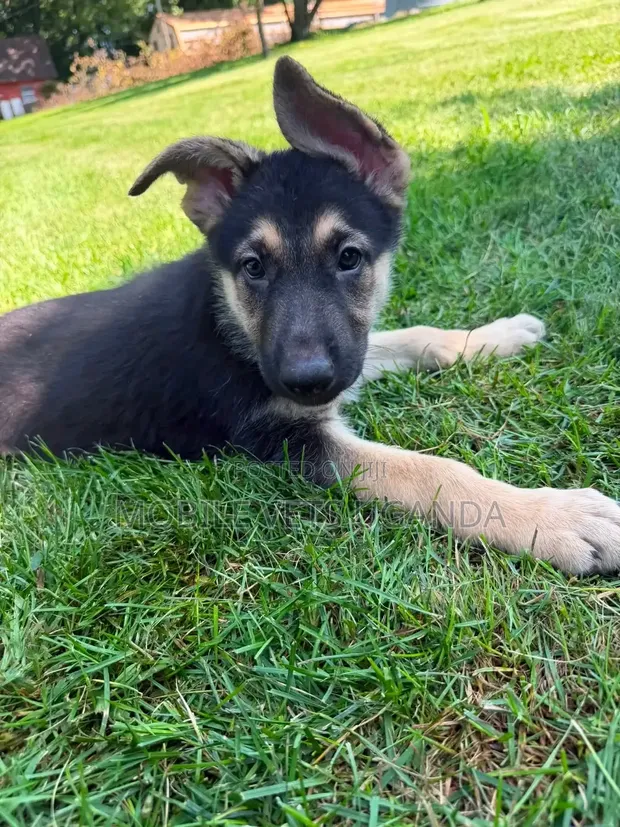 Female Purebred German Shepherd Puppy (3-6 Months) - 1