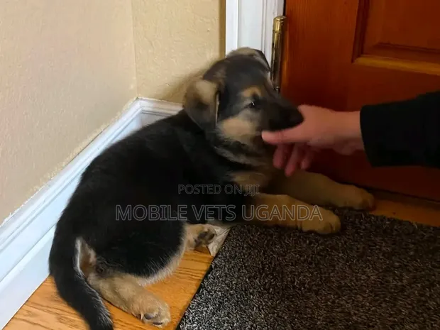 Female Purebred German Shepherd Puppy (1-3 Months) - 1