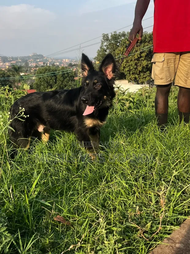 1-3 Month Male Purebred German Shepherd Puppy - 1