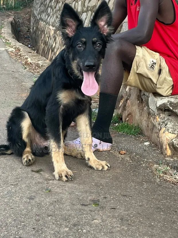 Female Purebred German Shepherd, 6-12 Months - 1