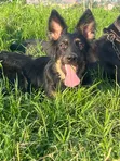 Female Purebred German Shepherd, 6-12 Months - 2