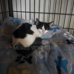 Purebred Bombay Kitten - 1-3 Months Old