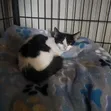 Purebred Bombay Kitten - 1-3 Months Old - 1