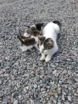 Purebred Bombay Kitten - 1-3 Months Old - 2
