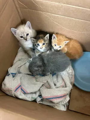 Female Exotic Kitten (1-3 Months)