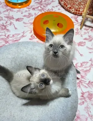 Female Purebred Siamese Kitten, 1-3 Months Old