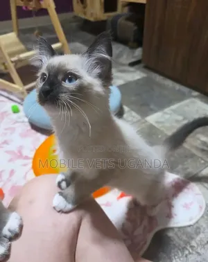 Purebred Siamese Kitten - Male, 1-3 Months