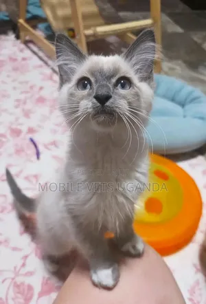 Female Purebred Siamese Kitten (1-3 Months)