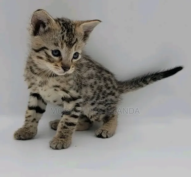 Female Purebred Savannah Kitten (1-3 Months) - 1