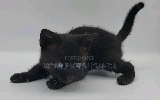 Female Purebred Siberian Kitten - 1-3 Months - 1