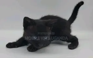Female Purebred Siberian Kitten - 1-3 Months