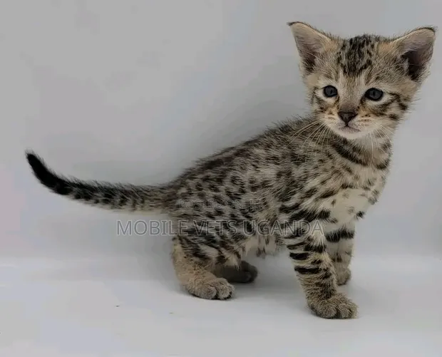 3-6 Month Male Purebred Savannah Kitten - 1
