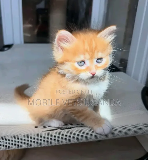 Female Purebred Maine Coon Kitten (1-3 Months) - 1
