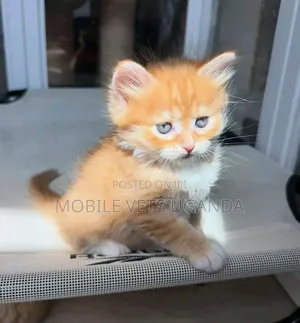 Female Purebred Maine Coon Kitten (1-3 Months)