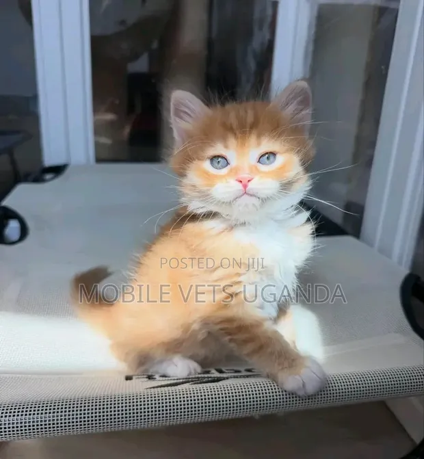 Purebred Maine Coon Kitten - 1-3 Months Male - 1