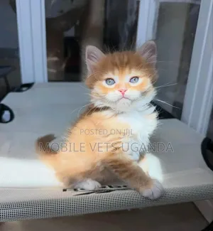 Purebred Maine Coon Kitten - 1-3 Months Male
