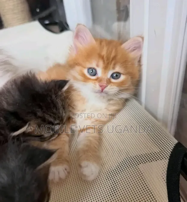 Purebred Female Maine Coon Kitten (0-1 Month) - 1