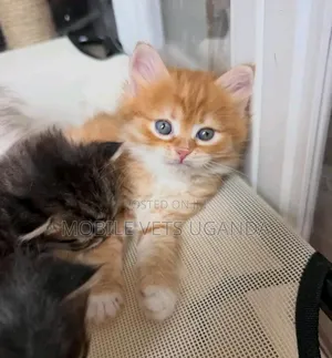 Purebred Female Maine Coon Kitten (0-1 Month)