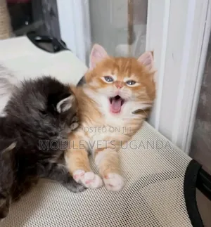 Purebred Male Maine Coon Kitten (1-3 Months)