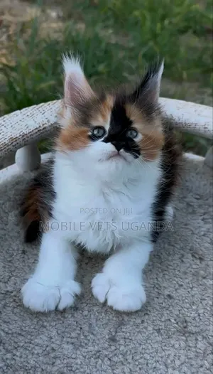 1-3 Month Old Male Purebred Maine Coon Kitten