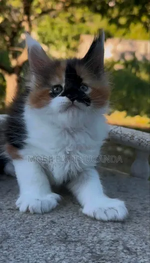 Purebred Female Maine Coon Kitten (3-6 Months)