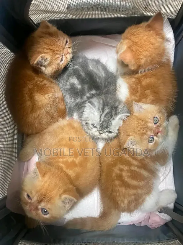 Purebred Persian Kitten - 1-3 Months Male - 1