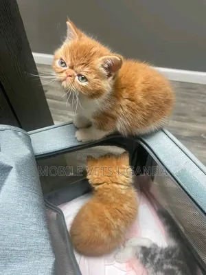 Purebred Persian Kitten - 3-6 Months Female